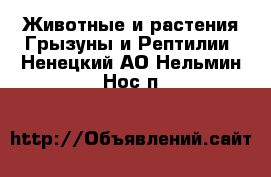 Животные и растения Грызуны и Рептилии. Ненецкий АО,Нельмин Нос п.